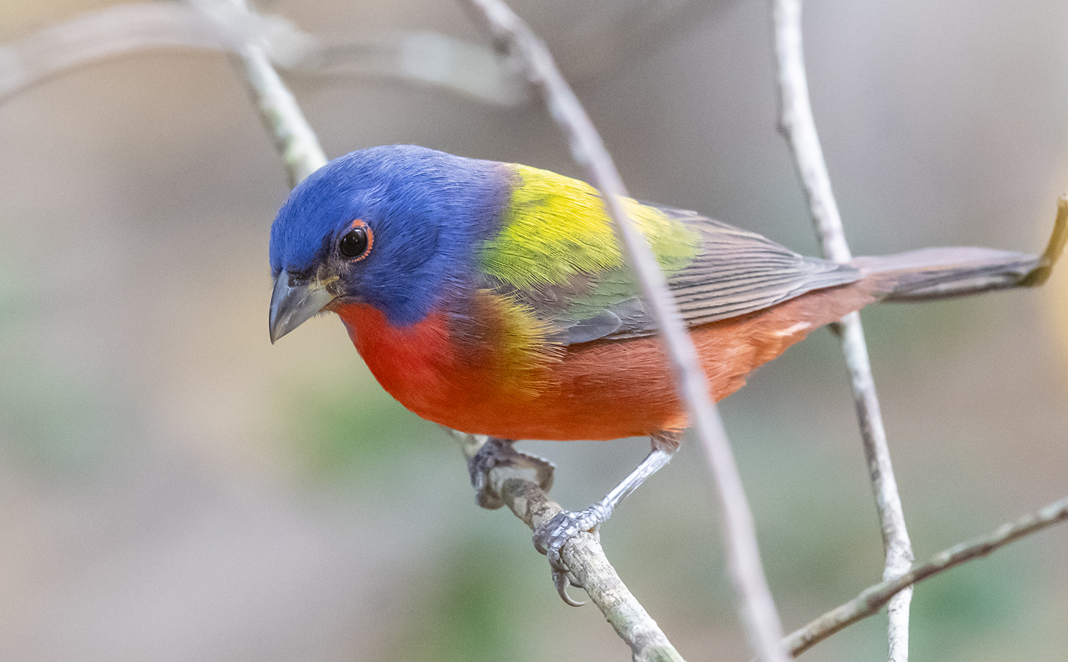 Painted Bunting on branch