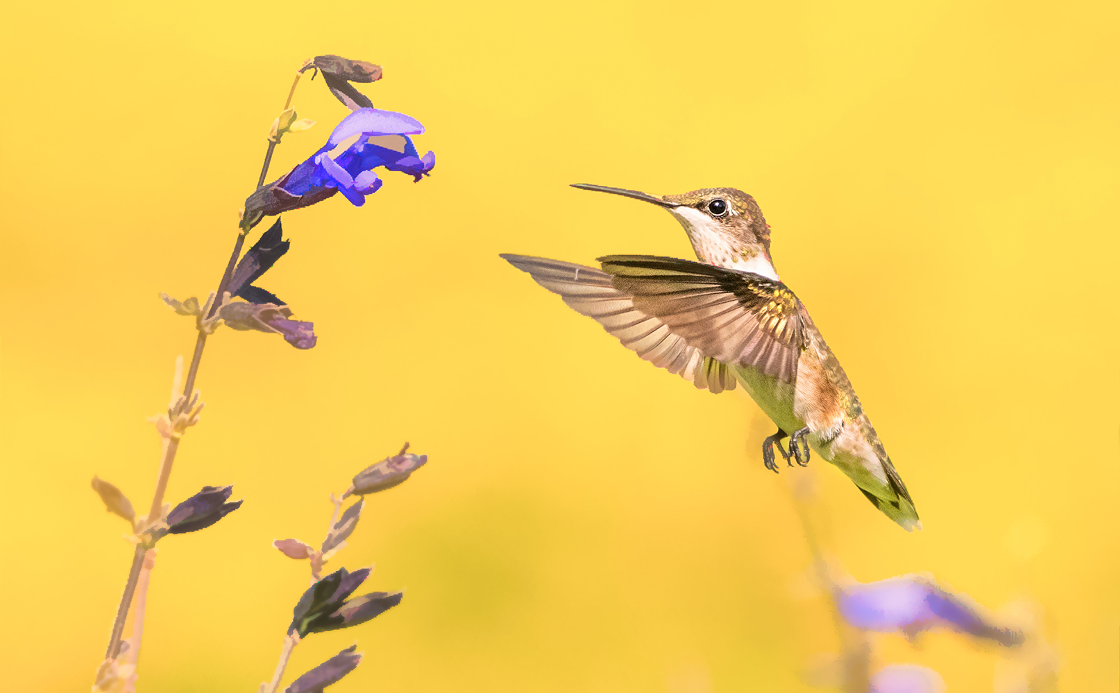 Ruby-throated Hummingbird flying next to flower