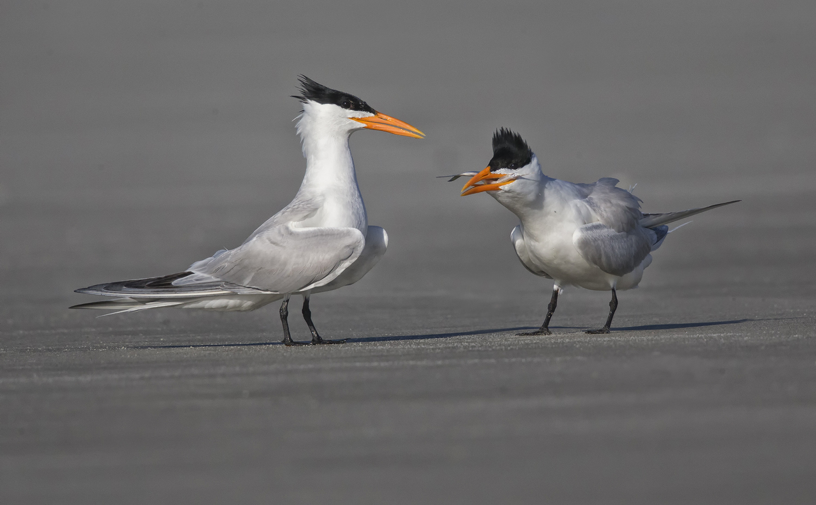 Royal Terns on beach