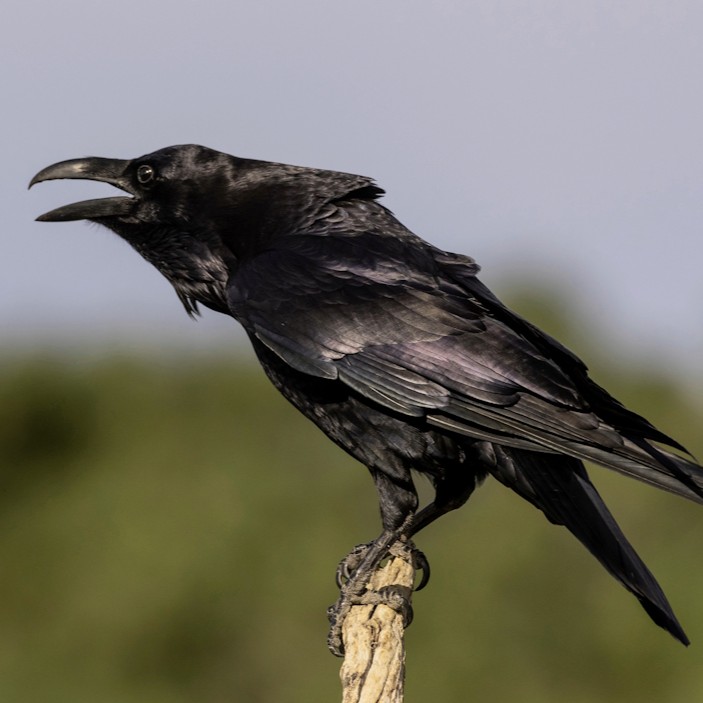 A Common Raven perches on a tree.