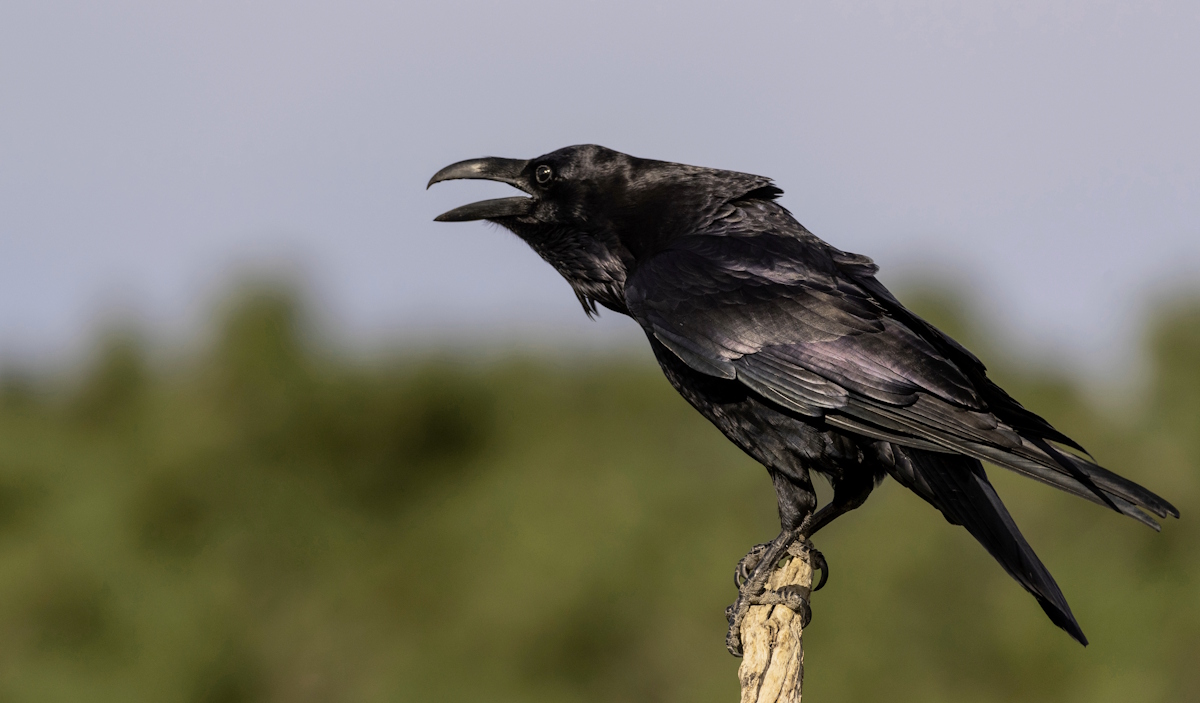 A Common Raven perches on a tree.
