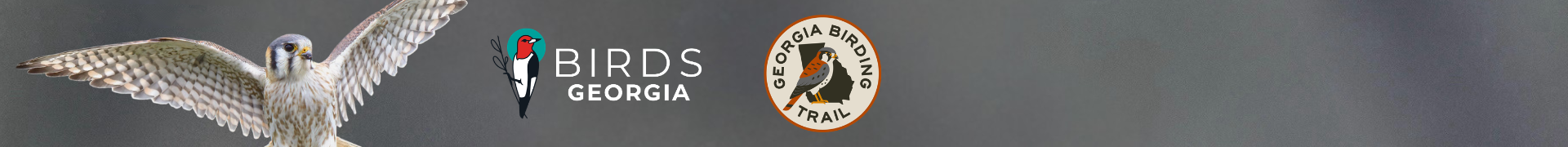 American Kestrel/Tammy Poulnott
