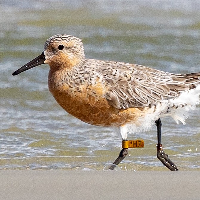 Banded Red Knot walking across the beach