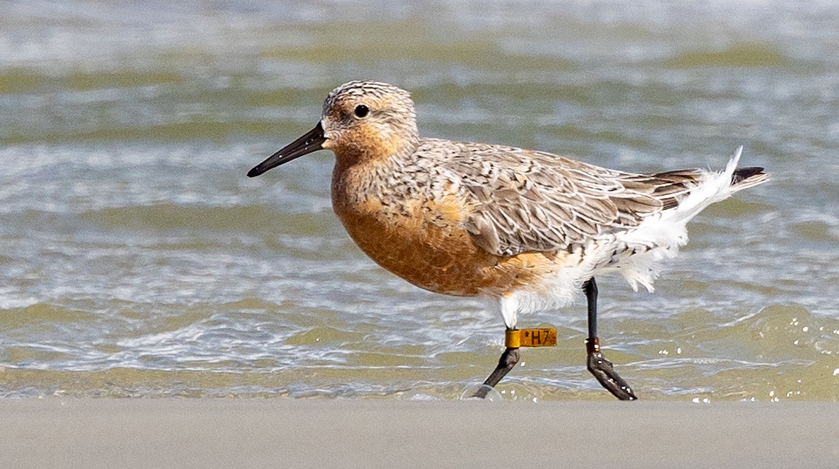 Banded Red Knot walking across the beach