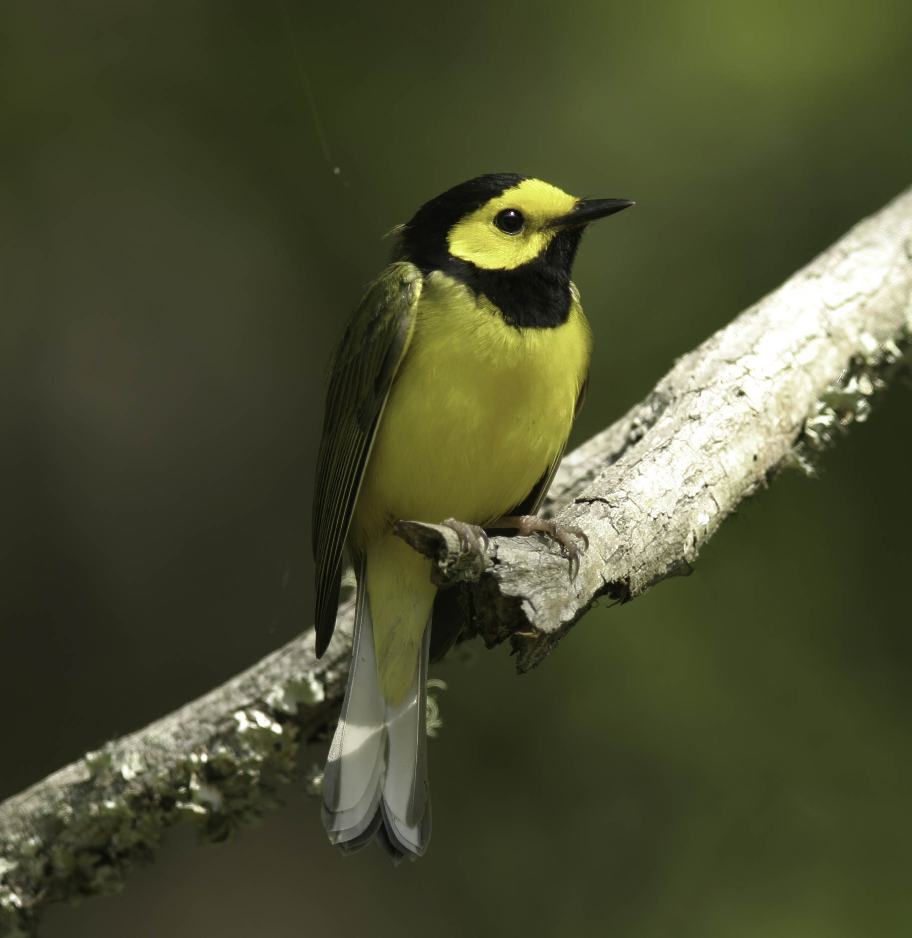 A Hooded Warbler with a yellow belly and head is perched on a branch.