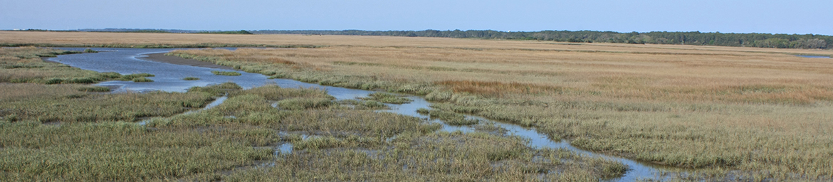 Jekyll Island: Causeway | Georgia Birding & Wildlife Trails