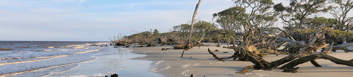 Jekyll Island: North End Beach | Georgia Birding & Wildlife Trails