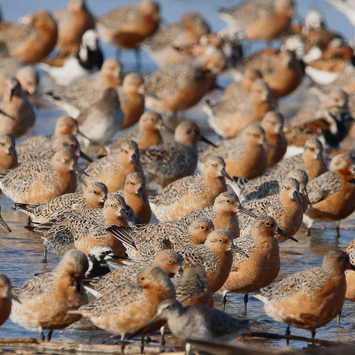 Multiple red knots standing on Ogeechee Bar.