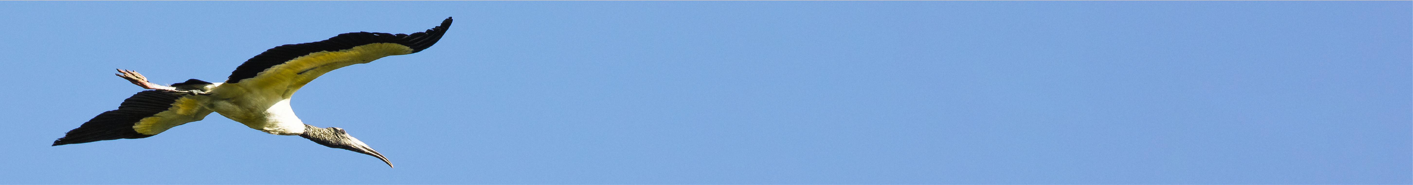 Wood Stork (Jimmy Cash/GNPA)