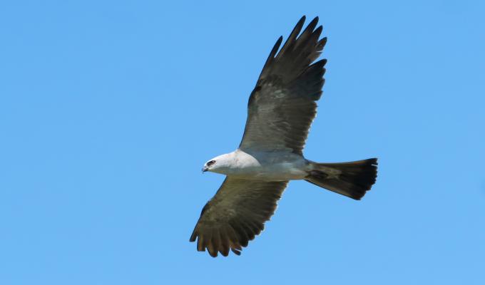 Mississippi kite soaring in the sky