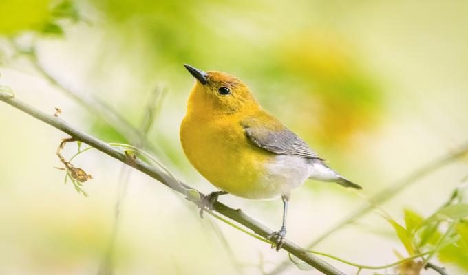yellow Prothonotary Warbler on a branch