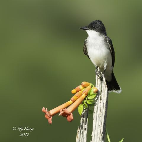 Eastern Kingbird sits perched on a dead tree branch.