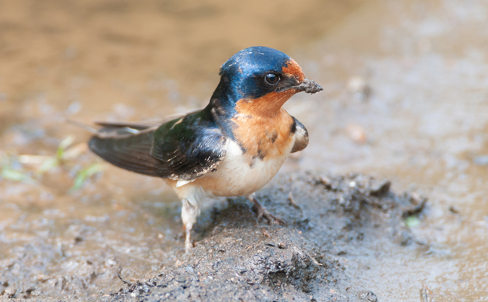 Barn Swallow in mud