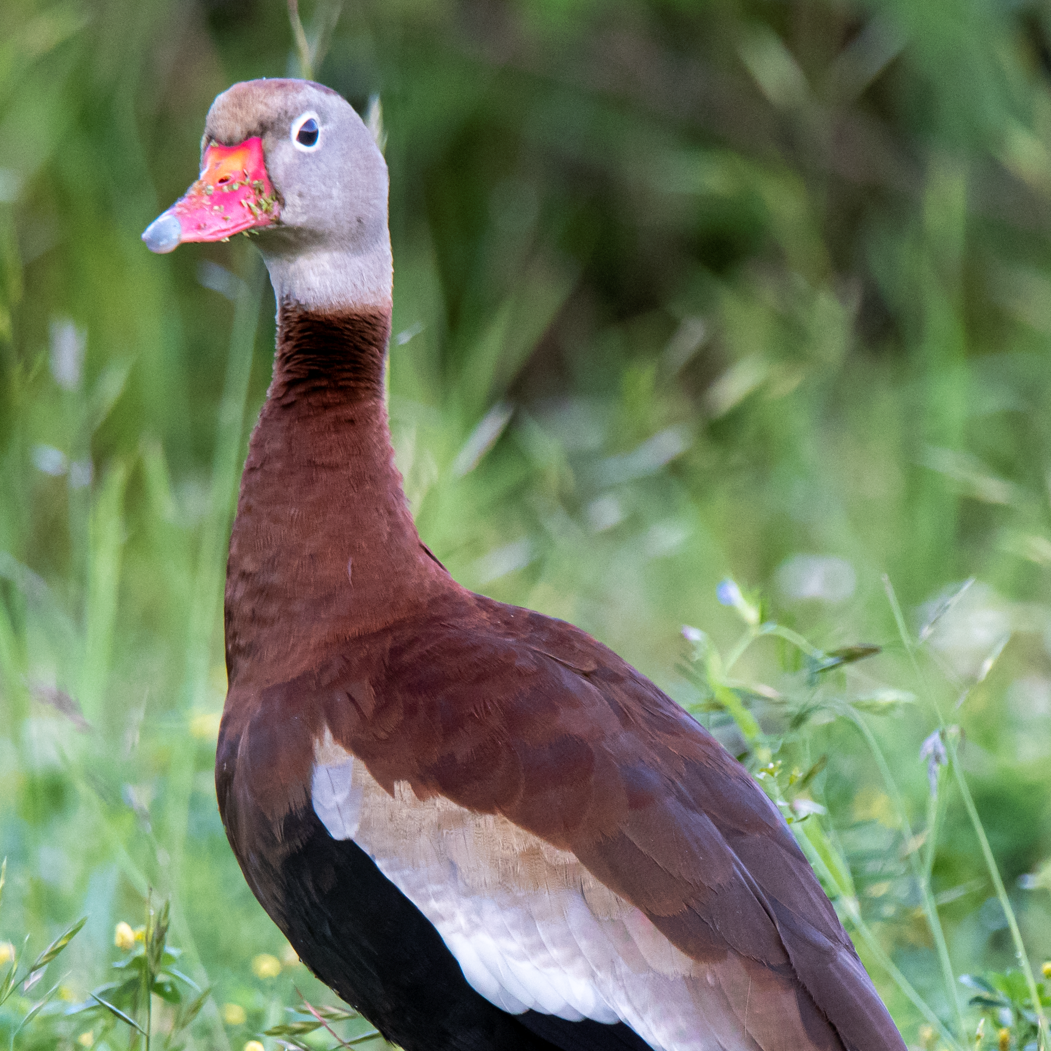 Black Bellied Whistling Duck stands in a green field.