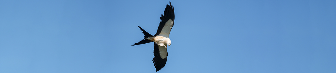 Swallow-tailed Kite (Tom Wilson/GNPA) Swallow-tailed Kite