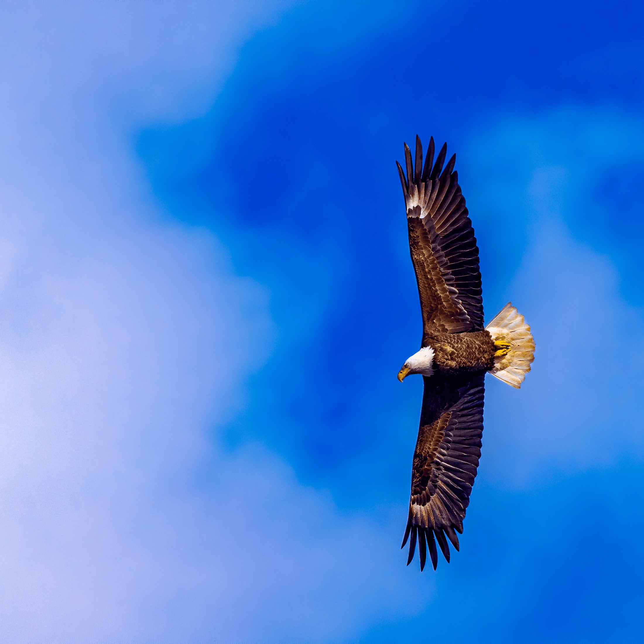 Bald Eagle flying in the sky