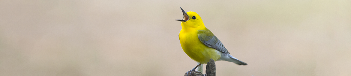 Prothonotary Warbler Singing (Tom Wilson/GNPA) Prothonotary Warbler Singing