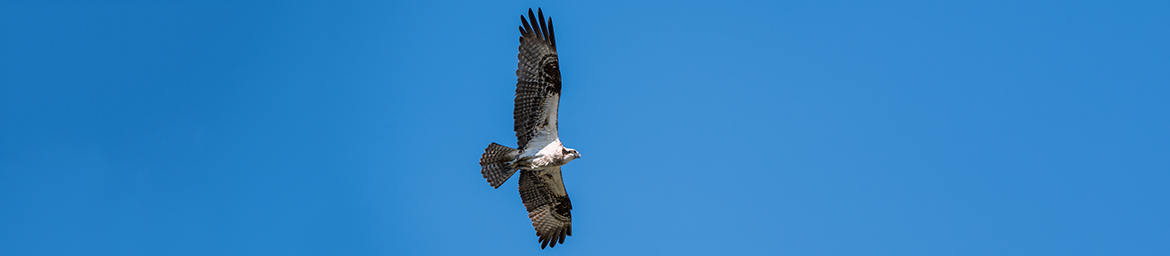 Osprey (Jenny Burdette/GNPA) Osprey