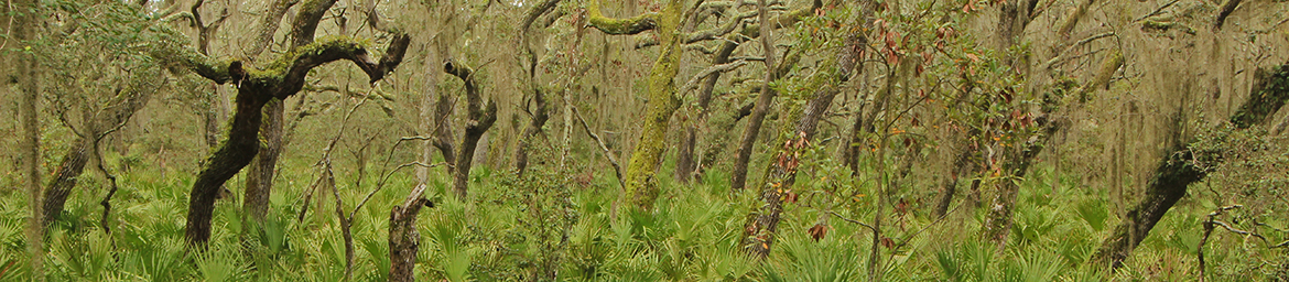 Maritime Forest (Alan Cressler) Maritime Forest