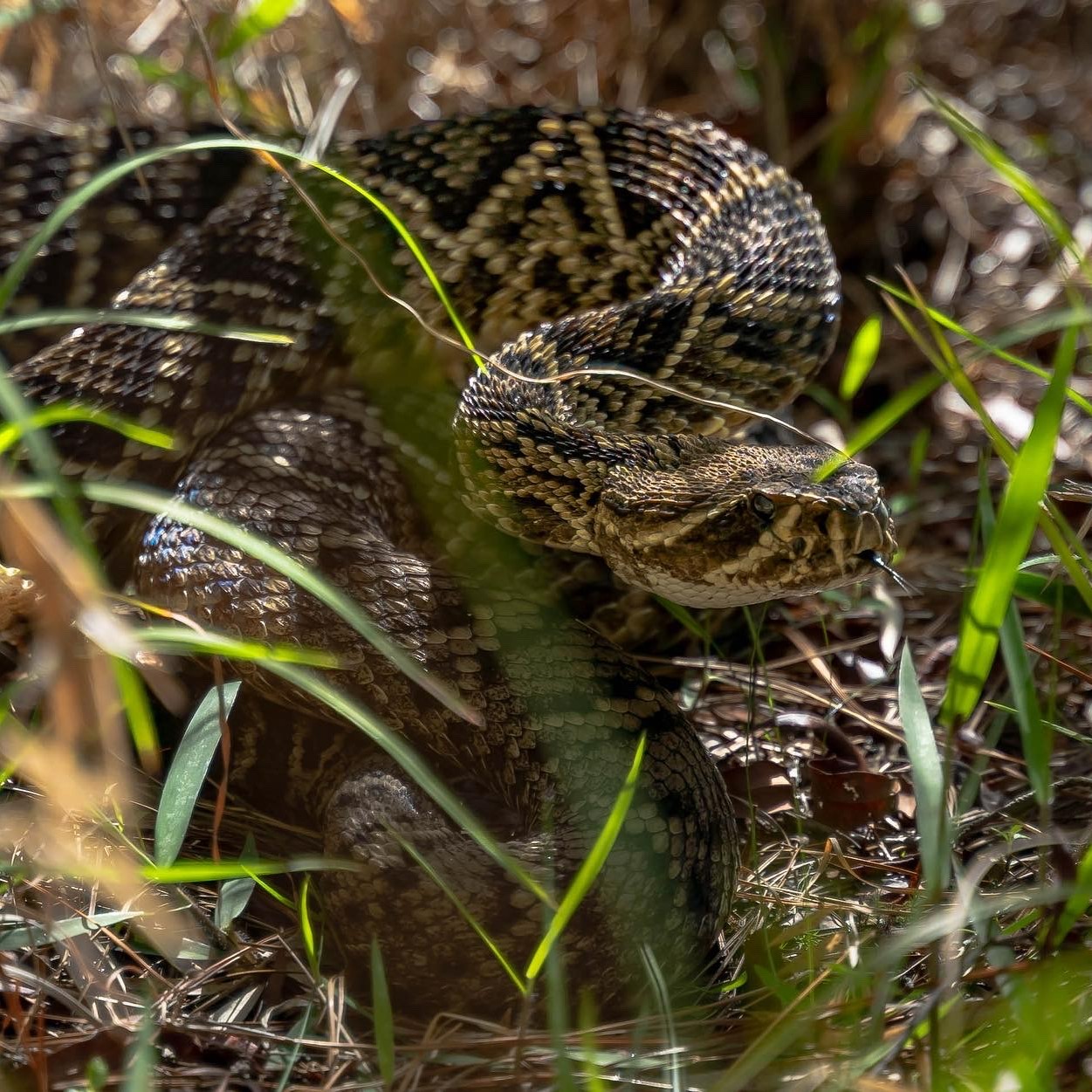 A Diamondback snake in the grass.