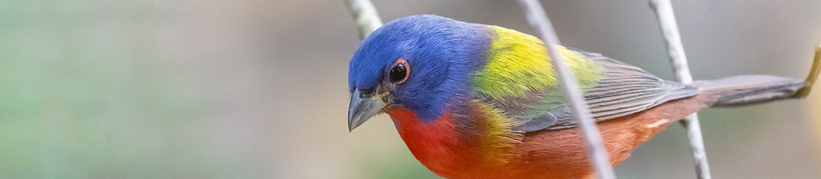 Painted Bunting (Tom Wilson/GNPA) Painted Bunting