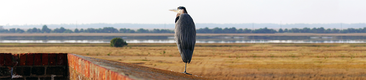 Great Blue Heron Great Blue Heron