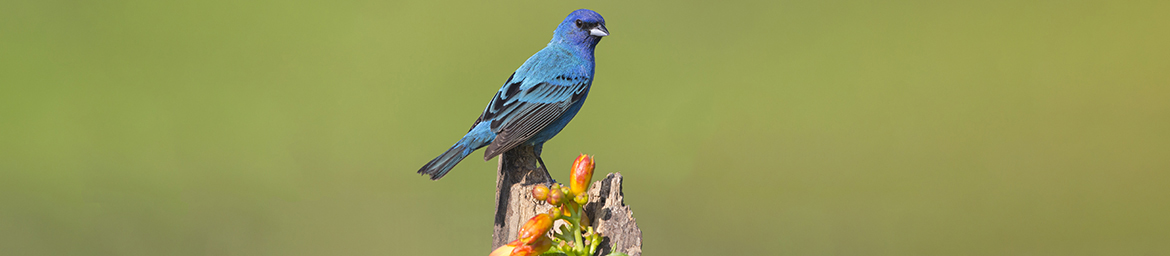 Indigo Bunting (Ty Ivey/GNPA) Indigo Bunting