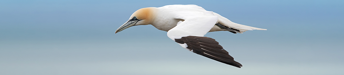 Northern Gannet Northern Gannet