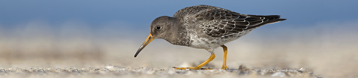 Purple Sandpiper Purple Sandpiper