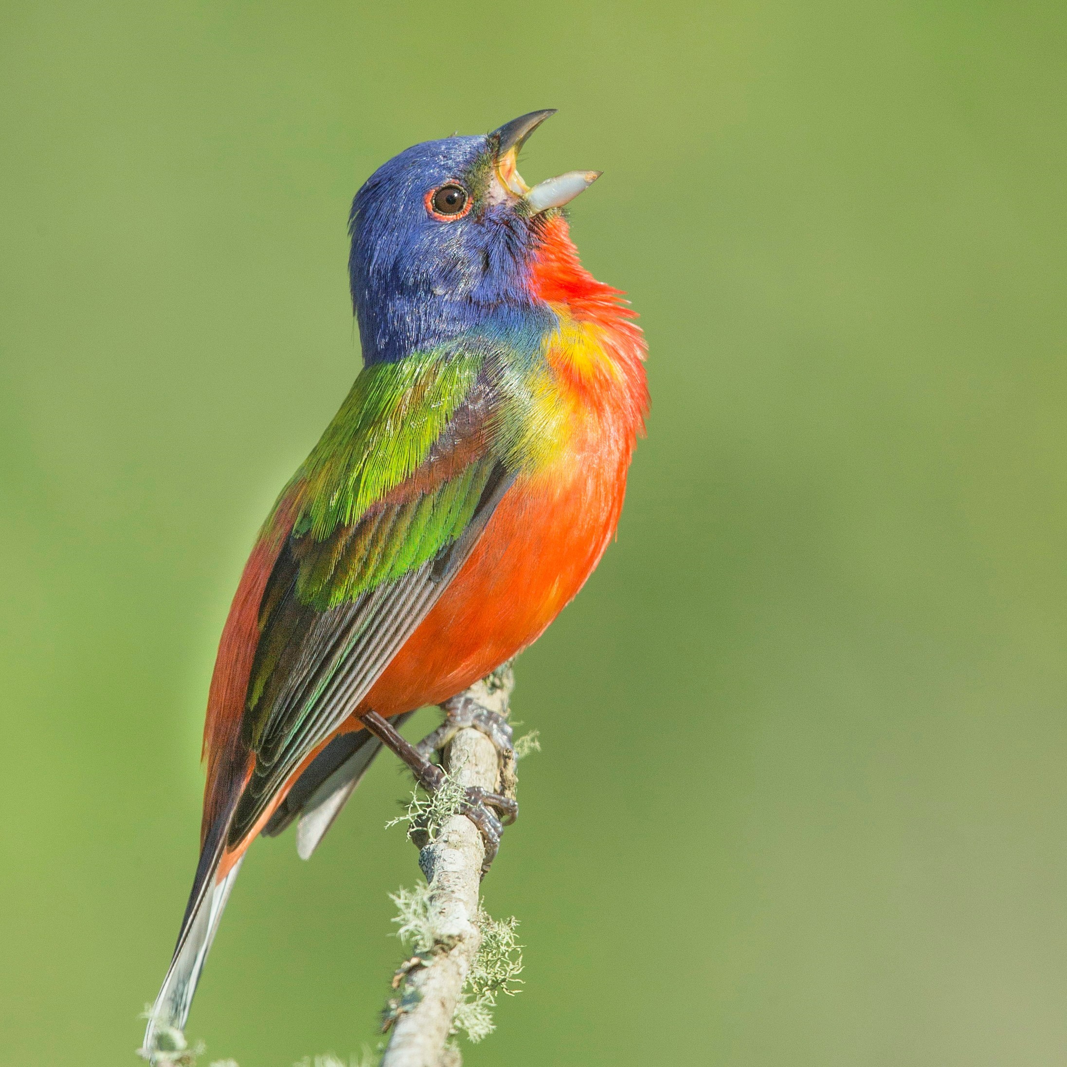 Painted Bunting sits perched on a branch.