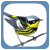 Sibley Birds App Icon